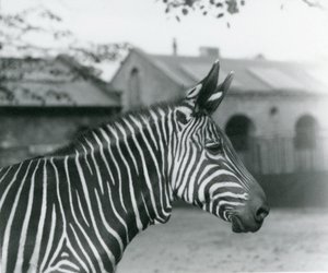 Een bergzebra in de dierentuin van Londen, september 1921